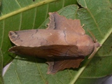 Morongea flavipicta
